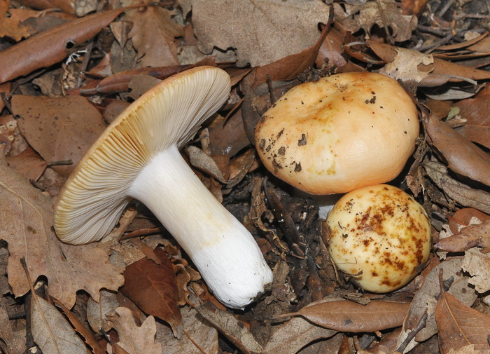 Russula maculata?